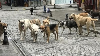 Ankara Valiliği başıboş köpek sayısını açıkladı