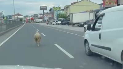 Yalova'da firari kurbanlık koyun trafiği birbirine kattı