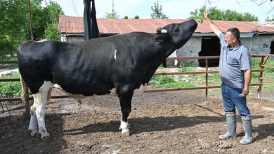 Pazarlıklar başladı: İşte il il ortalama kurbanlık fiyatları