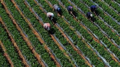 Çiftçilere 251,3 milyon lira destek ödenecek