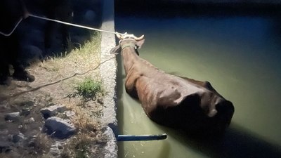 Adıyaman’da havuza düşen inek kurtarıldı