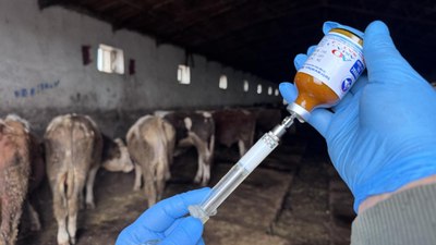 Sivas'ta şap paniği: Hayvan hareketleri durduruldu
