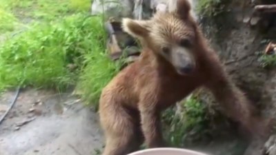 Artvin'de ayı evin kapısına kadar geldi: Çöpleri karıştırdı