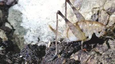 Diyarbakır'da bulunan yeni çekirge türüne 'Troglophilus diclensis' ismi verildi