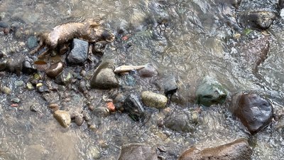 Rize'de derede balık ölümlerine inceleme