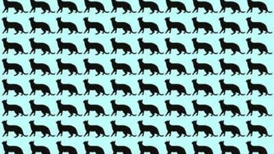 Farklı kedi hangisi? Sadece yüksek IQ'lu olanlar 5 saniyede farkediyor!