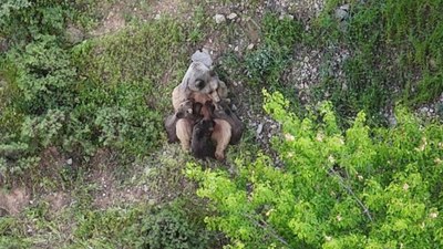 Tunceli dağlarında nadir an: Anne ayı, üç yavrusunu emzirirken görüntülendi