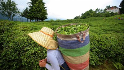 Çay tarlası olanlar dikkat: 25 kilograma düştü
