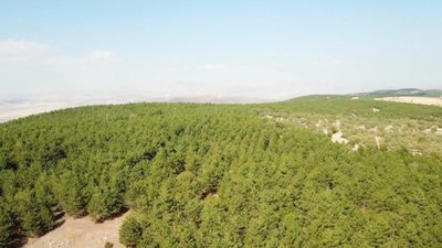 Kırıkkale'de 5 ay boyunca ormanlara giriş yasaklandı