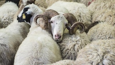 Kurban bayramı hangi gün? Bayram tatili kaç gün sürecek?