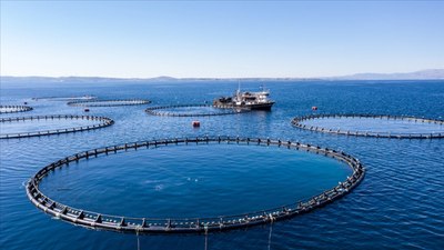 Türkiye'nin su ürünleri üretiminde yüzde 7,6'lık düşüş