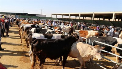 Kurban seçiminde uyarı: Küpesiz, belgesiz hayvan alınmamalı