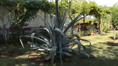 Antalya'da yılda bir kez çiçek açan Agave ağacı bulundu