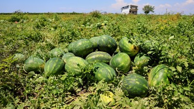 Adana'da karpuzun kilosu 9-10 liraya geriledi