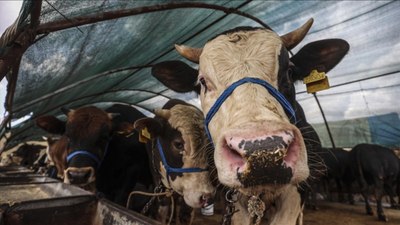 Kurban ibadetiyle ilgili 20 soru 20 cevap