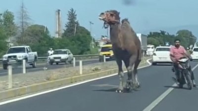 Aydın'da kara yoluna çıkan deve görenleri şaşırttı