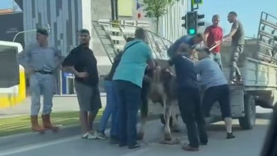Bursa'da kurbanlıklar kaçtı, vatandaşlar peşlerine düştü