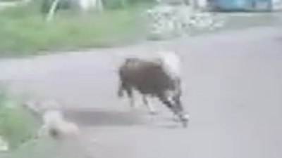 Ağrı'da kaçan kurbanlık boğa çocukların peşine düştü