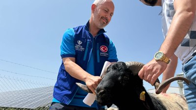 Cumhurbaşkanı Erdoğan'ın bağışladığı koçlar kesildi