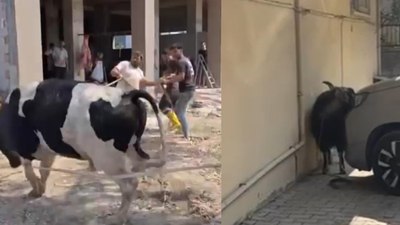 Mersin'de kaçan kurbanlıklar sahiplerine zor anlar yaşattı