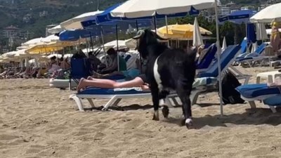 Antalya'da kurbanlık keçi, plaja kaçtı