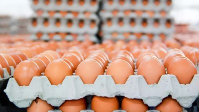 ‘İade edin’ çağrısı yapıldı! Salmonella tespit edilen yumurtalar raflardan kalkıyor