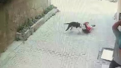 İstanbul'da pitbull cinsi köpek çocuklara saldırdı