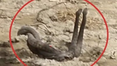 Hatay'da yılanların çiftleşme dansı kameraya yansıdı