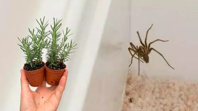 Ne Sprey Ne Kimyasal! Bu Koku Örümcekleri Kaçırıyor
