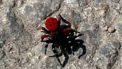Herkes uğur böceği sanıyor; Dokunduğu gibi zehirliyor...