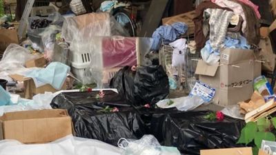 Japonya'da 'kedi gönüllüsü' kadının evinde yüzlerce ölü kedi bulundu