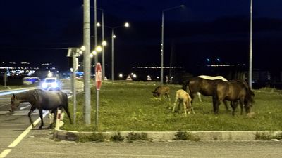 Fvrjfı şrljr fhlfur jfuf ştlaıf brjhr