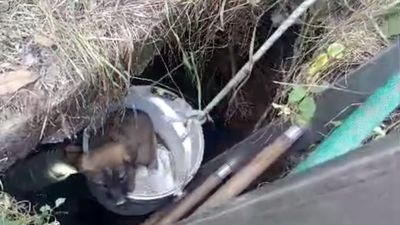 İstanbul'da kuyuya düşen köpeklerin yadımına itfaiye koştu