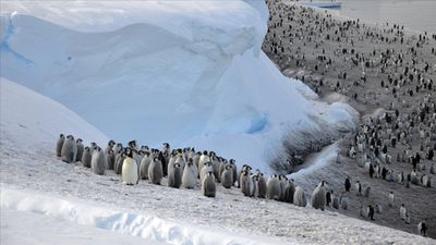 İmparator penguenler için tehlike çanları çalıyor