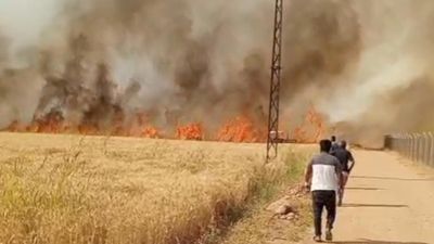 Harran Ovası'nda 40 dönüm ekili arazi yandı