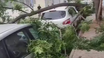 Gaziantep'te şiddetli fırtına: Ağaçlar devrildi, araçlar zarar gördü