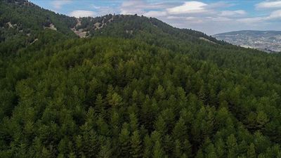 Çorum'da ormanlara girişler yasaklandı