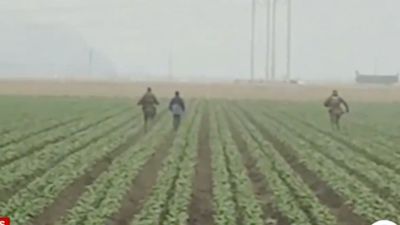 ABD'de tarlalara baskın: Göçmenler gözaltına alındı