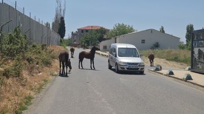 Tekirdağ'da otoyola çıkan atlar sürücülere zor anlar yaşattı