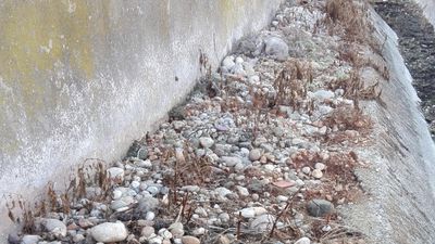Resimdeki kedi nerede? Görenlerin sadece %5’i ilk bakışta fark ediyor!