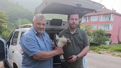Kastamonu'da yaralı halde şahin bulundu