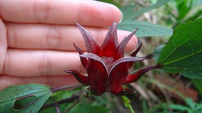 Hibiskus nedir, neye iyi gelir? Hibiskus faydaları nelerdir?