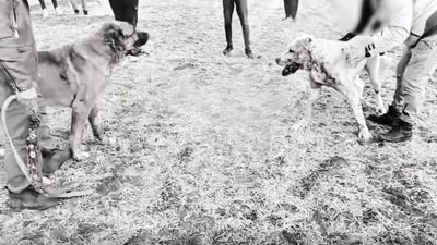 Kayseri'de köpek dövüştüren 8 kişi yakalandı
