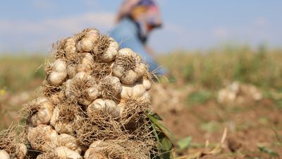 Rusya, Almanya ve İspanya'ya ihraç edilen Aksaray sarımsağının hasadı başladı
