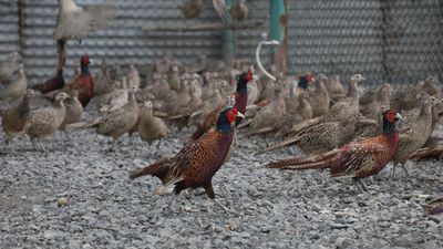 Kene vakalarına karşı doğaya keklik ve sülün salınıyor