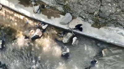 Artvin’de karganın yılan avı