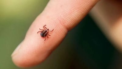 Keneye karşı doğal kalkan:  Bu spreyi sıkan keneyi uzak tutuyor