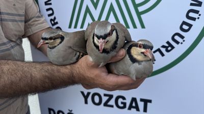 Yozgat'ta 216 bin kınalı keklik doğaya salındı