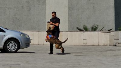Zonguldak'ta saldırı köpeği Gaddar, jandarmanın caydırıcı yüzü oldu