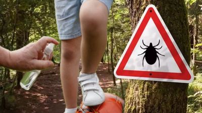 Piknik öncesi sürün: Keneler bu kokuya yaklaşamıyor